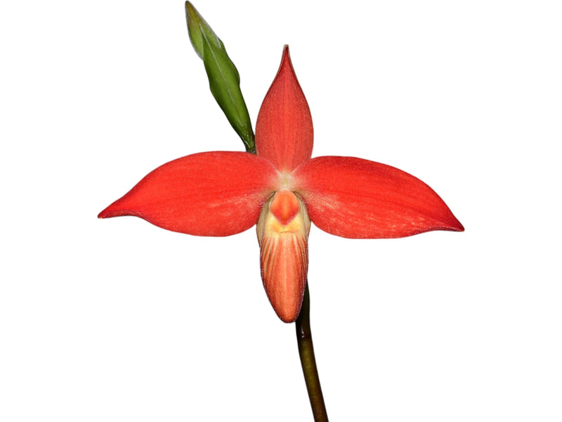 Phragmipedium besseae 'Limon'