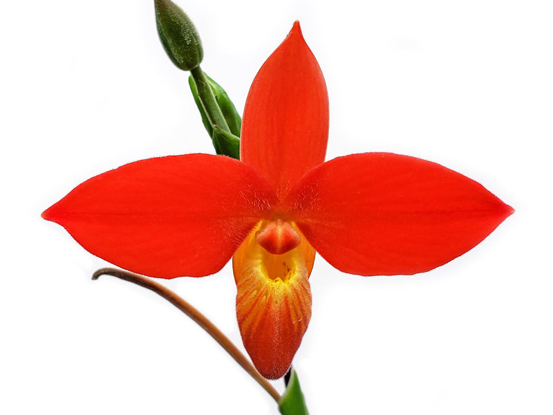 Phragmipedium besseae 'Guarumales'