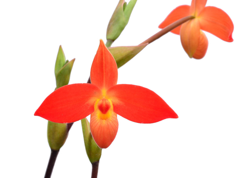 Phragmipedium dalessandroi
