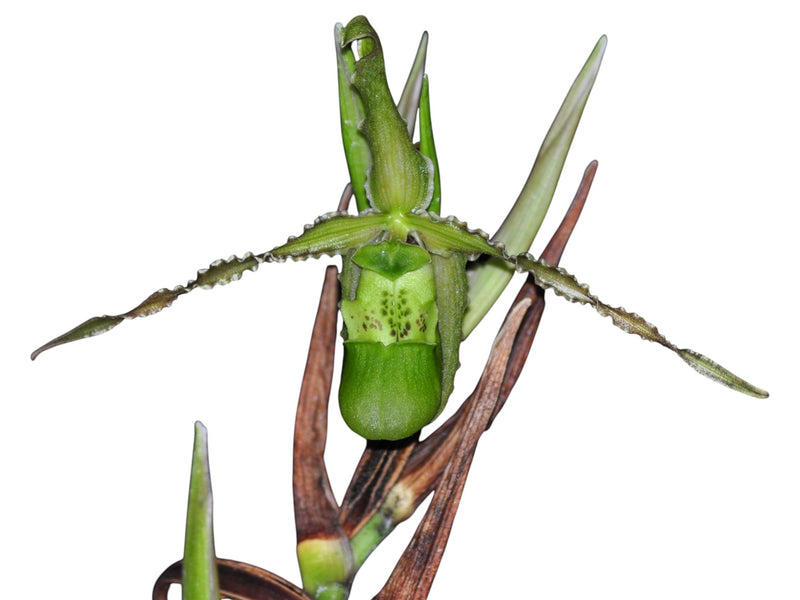 Phragmipedium boissierianum