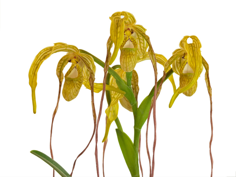 Phragmipedium caudatum 'Giganteum var Cusco'
