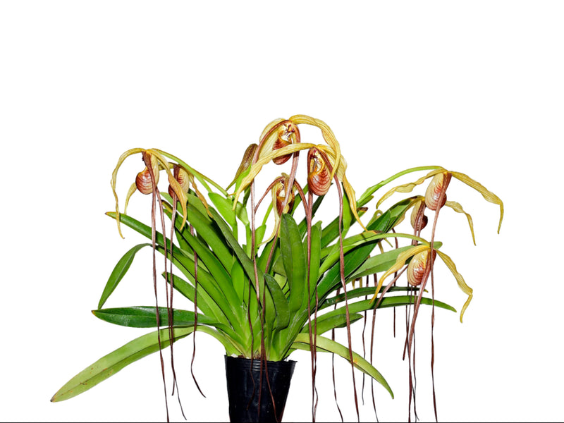 Phragmipedium humboldtii 'Fortuna'
