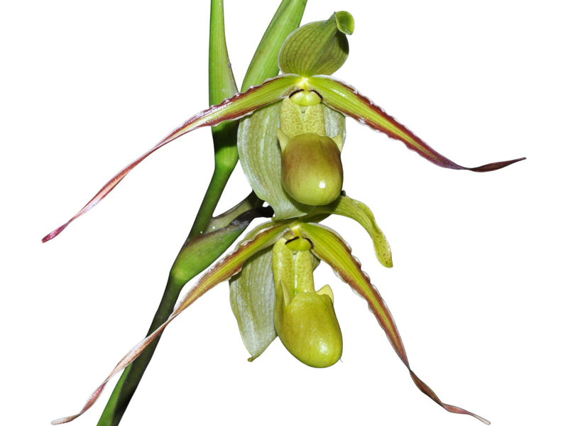 Phragmipedium longifolium