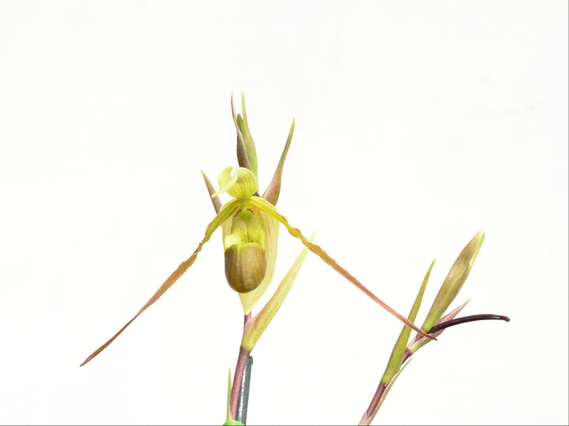 Phragmipedium longifolium fma. gracile