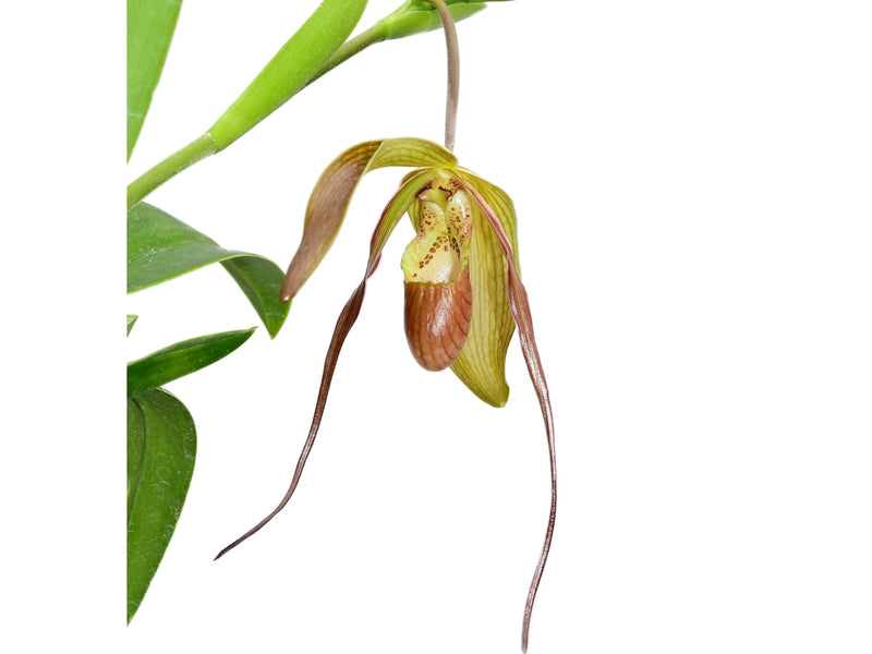 Phragmipedium pfitzerianum