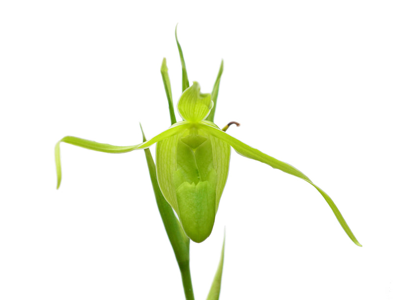 Phragmipedium longifolium f. alba