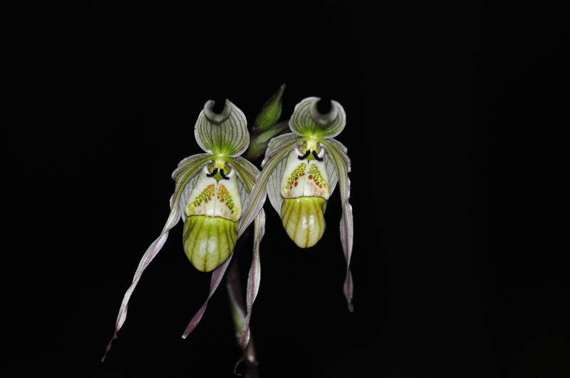 Phragmipedium pearcei