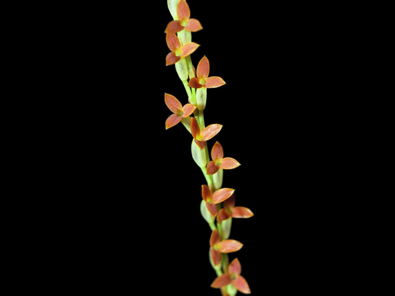 Stelis emarginata syn. Physosiphon tubatus