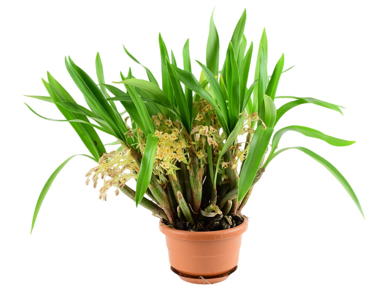 Pinalia amica (10 cm Ampeltopf)