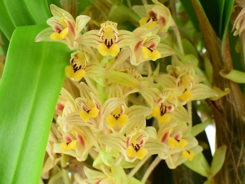Pinalia amica (10 cm Ampeltopf)