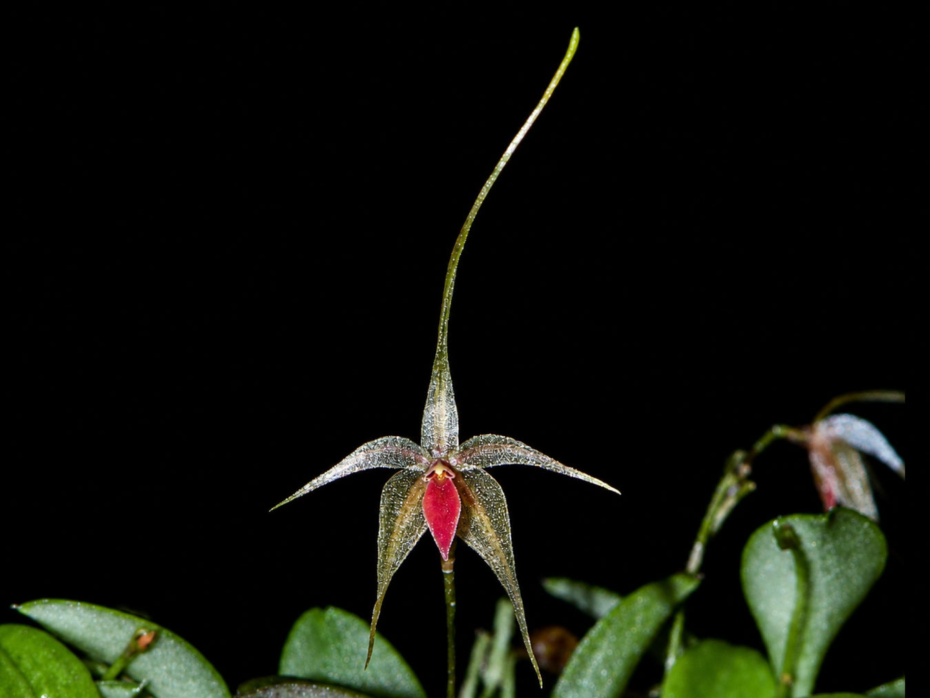 OrchiPack