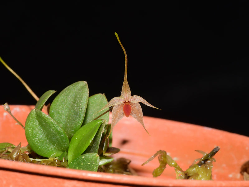 Platystele caudatisepala OP in vitro