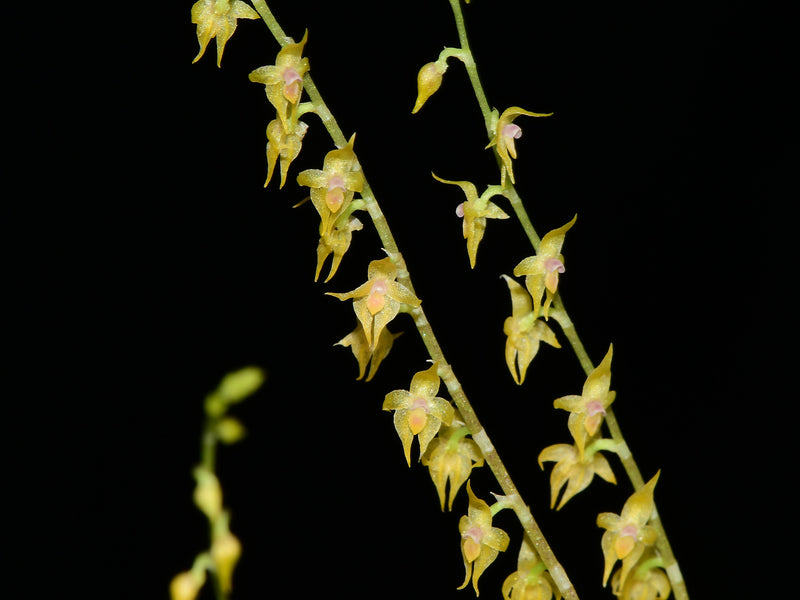 Platystele misasiana