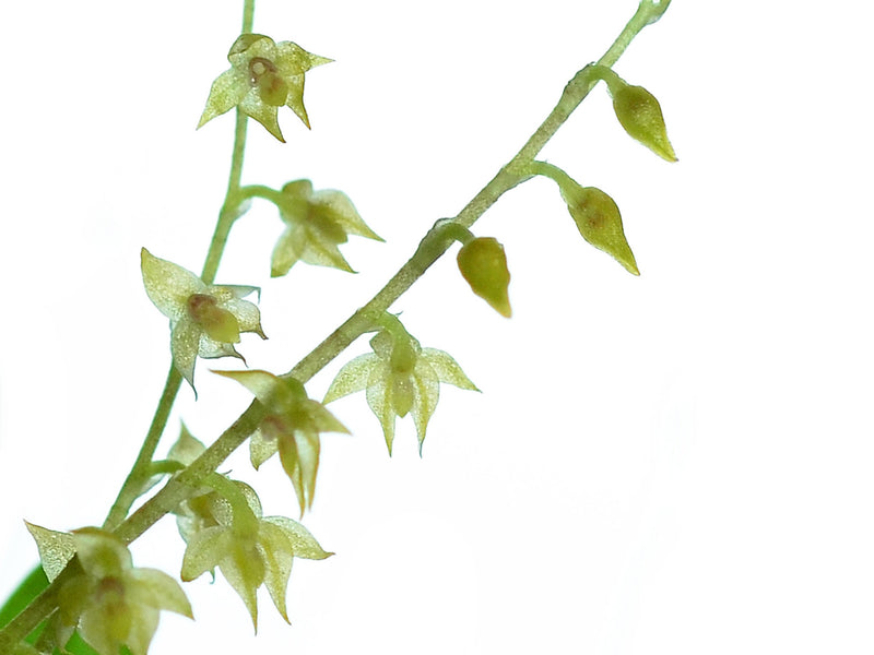 Platystele misasiana