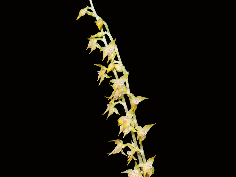 Platystele misasiana