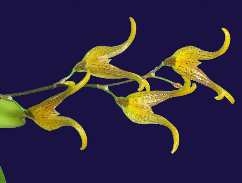 Pabstiella tripterantha