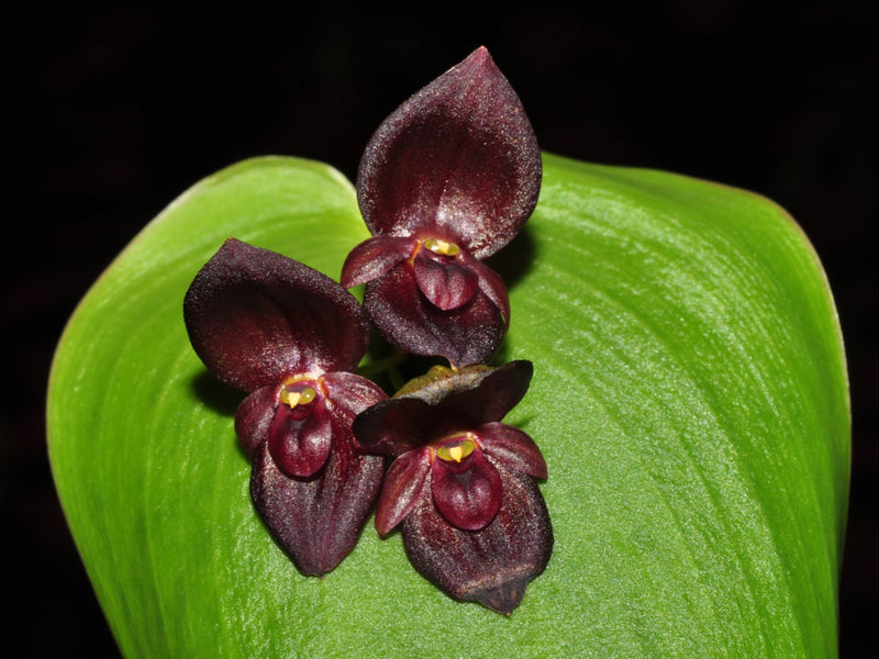 Pleurothallis Walnut Valley