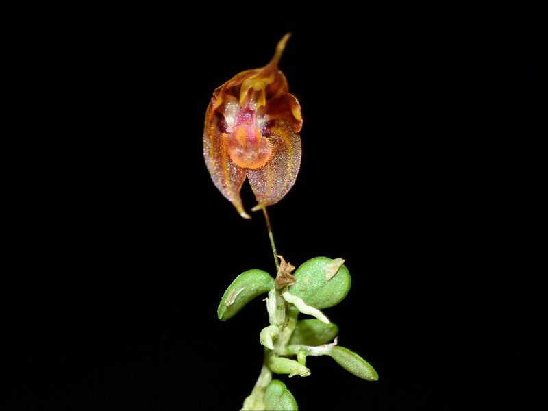 Specklinia dressleri