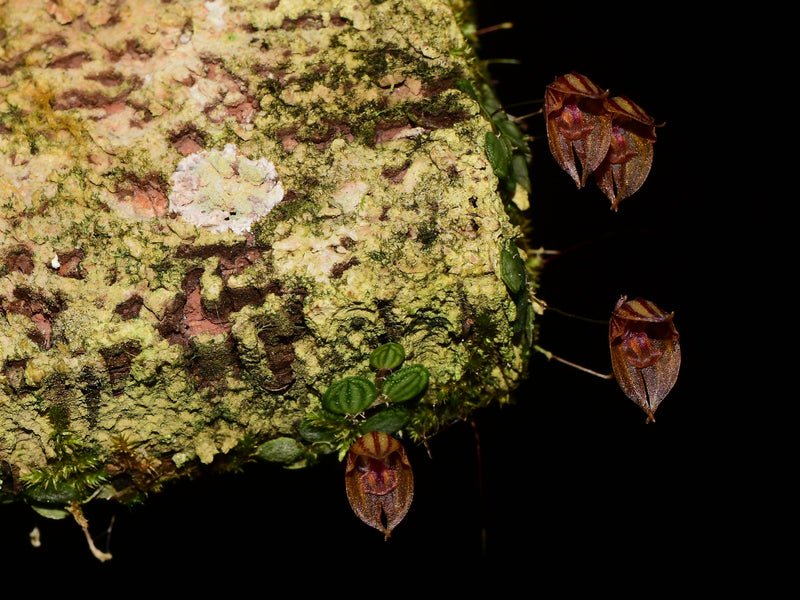 Specklinia dressleri
