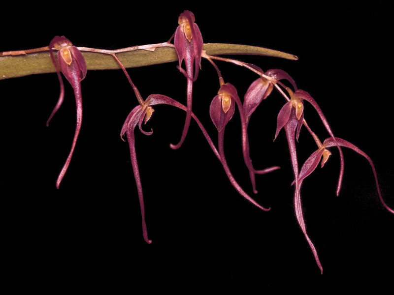 Pleurothallis luctuosa (5,5cm Topf)