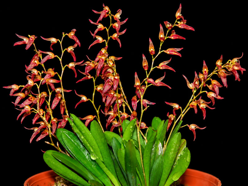 Pleurothallis picta