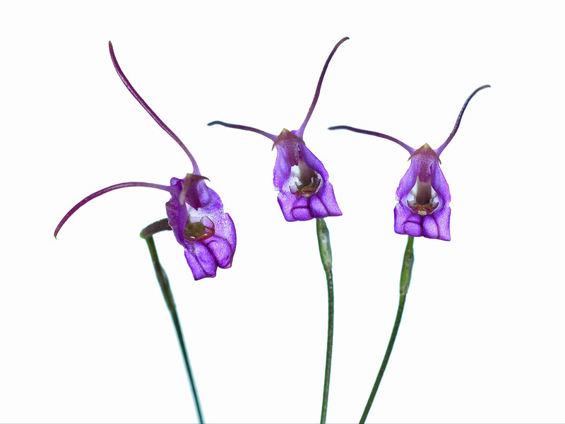 Porroglossum amethystinum