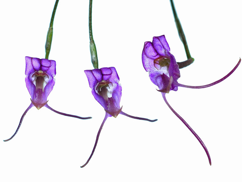 Porroglossum amethystinum