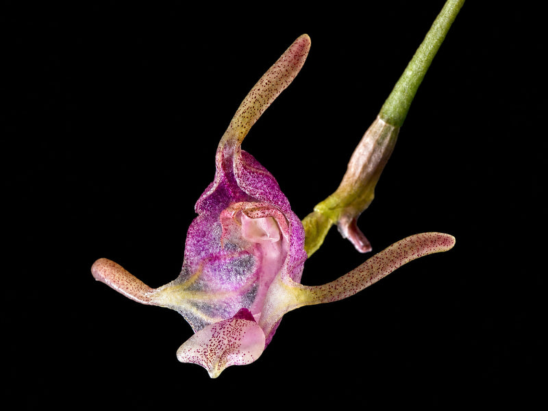 Porroglossum dactylum