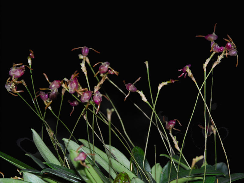 Porroglossum dactylum
