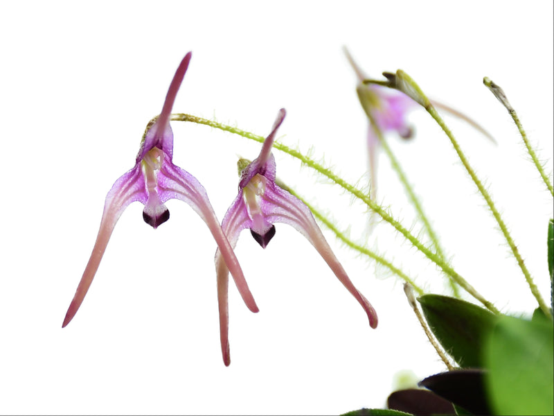 Porroglossum dejonghei