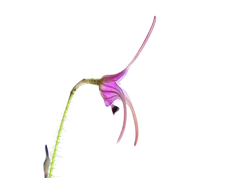 Porroglossum dejonghei