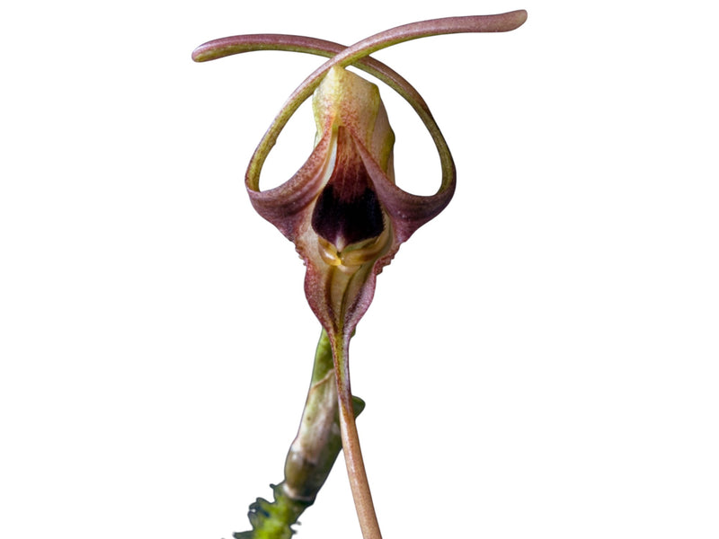 Porroglossum echidna