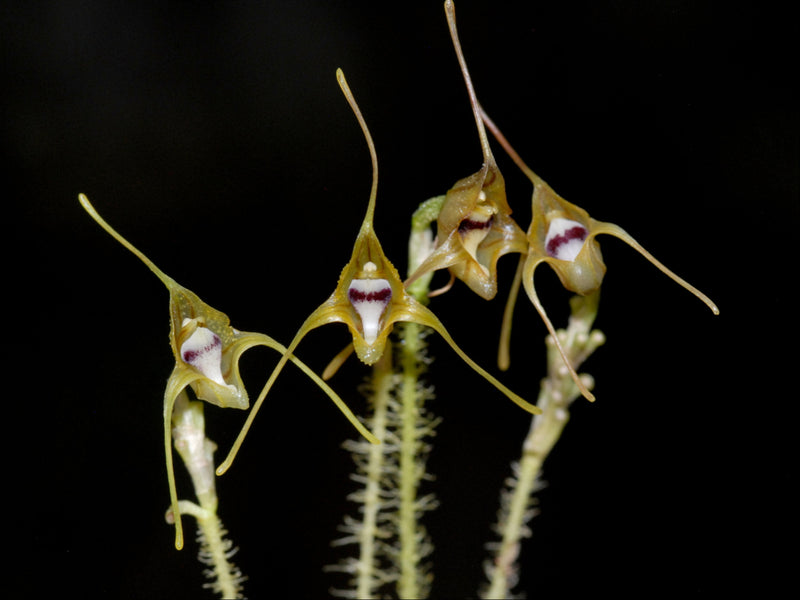 Porroglossum hystrix
