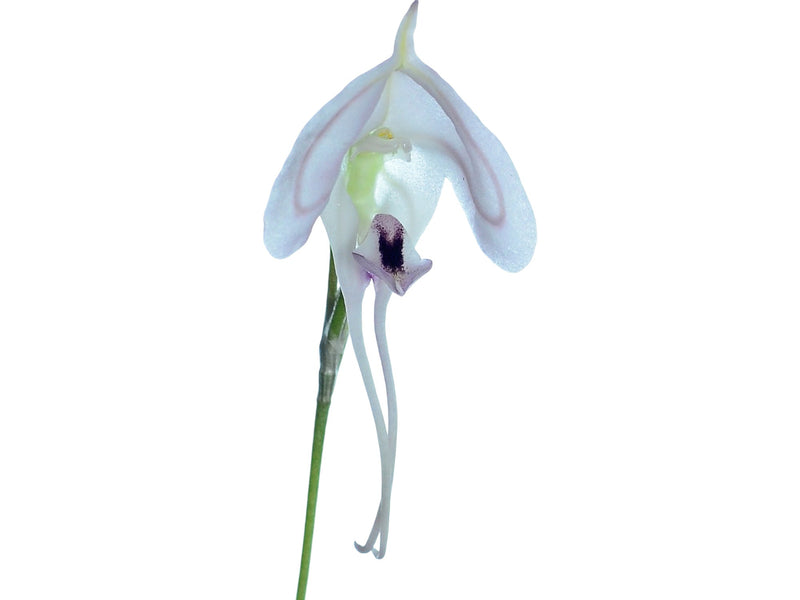 Porroglossum josei