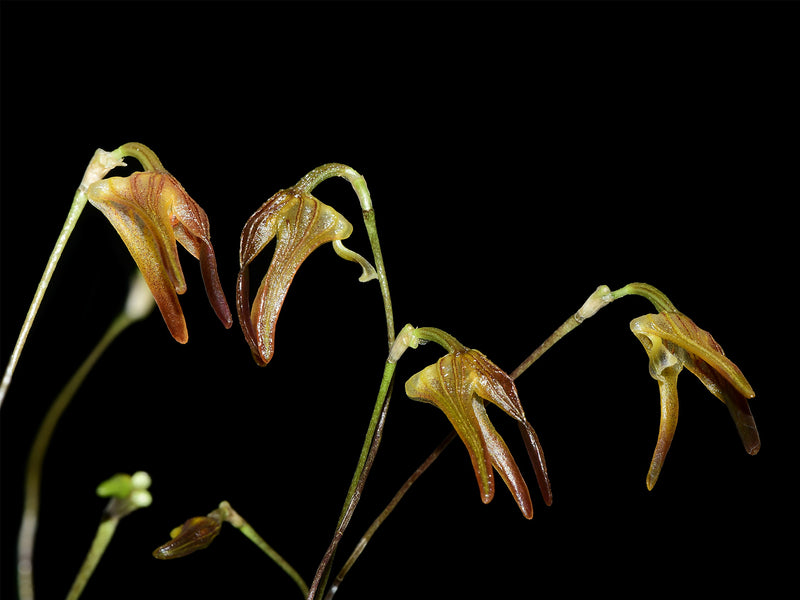 Porroglossum lycinum