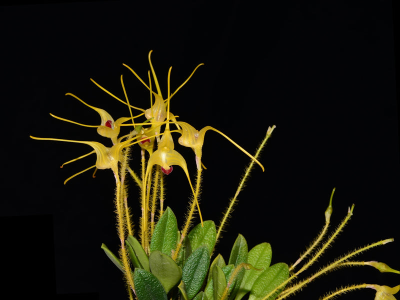 Porroglossum muscosum golden
