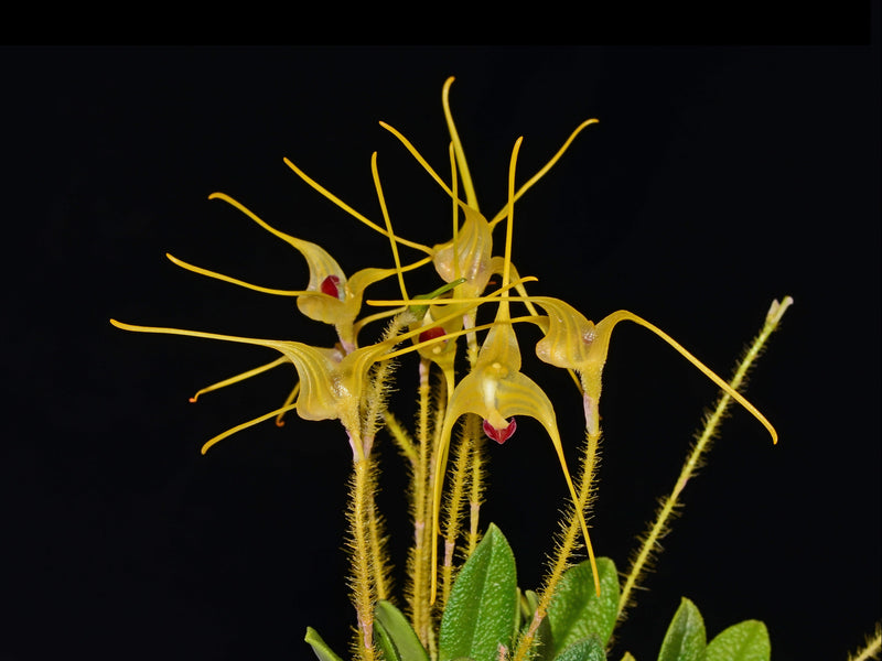 Porroglossum muscosum golden