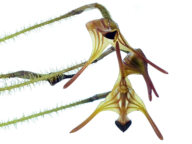 Porroglossum muscosum 'Short Cauds'