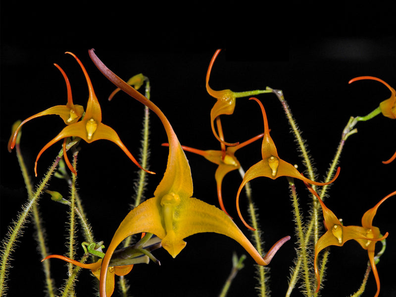 Porroglossum muscosum 'Yellow'