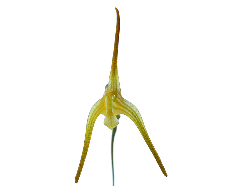 Porroglossum peruvianum