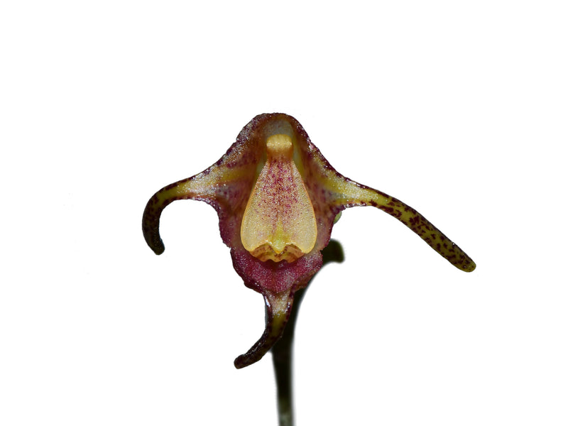 Porroglossum portillae