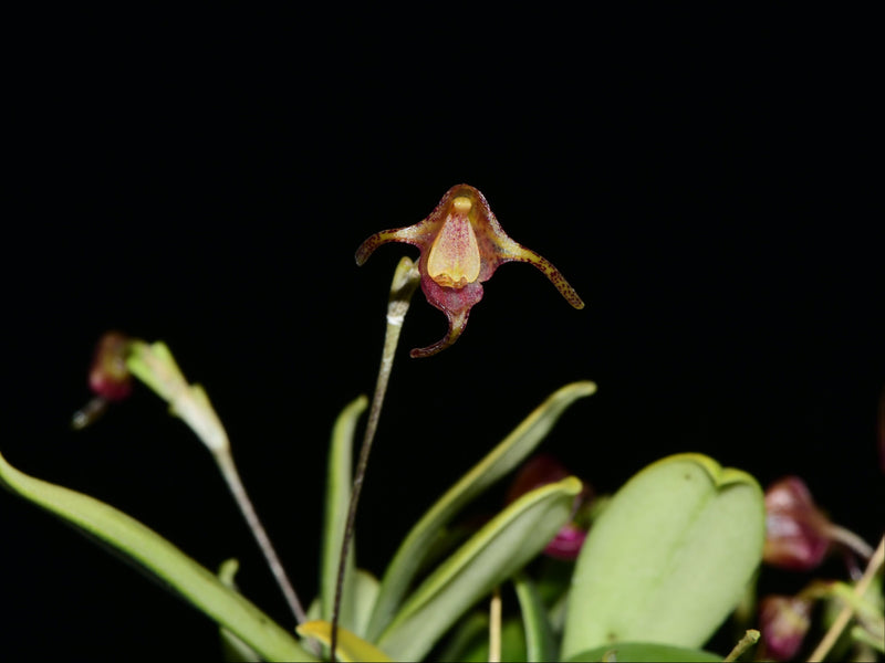Porroglossum portillae
