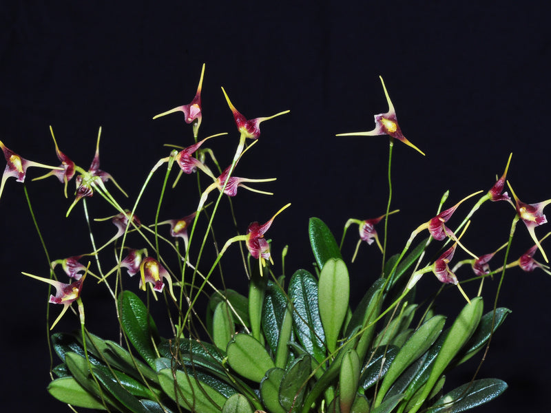 Porroglossum schramii
