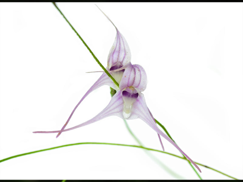 Porroglossum sergii