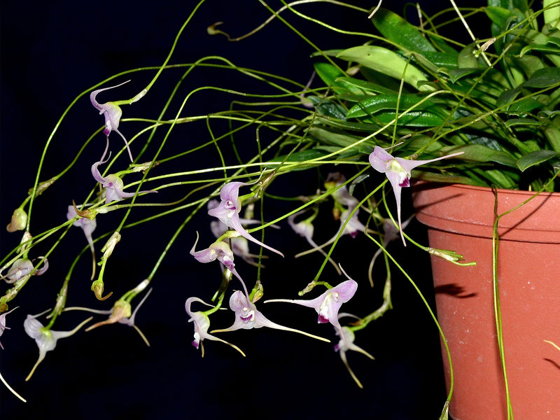 Porroglossum sergii