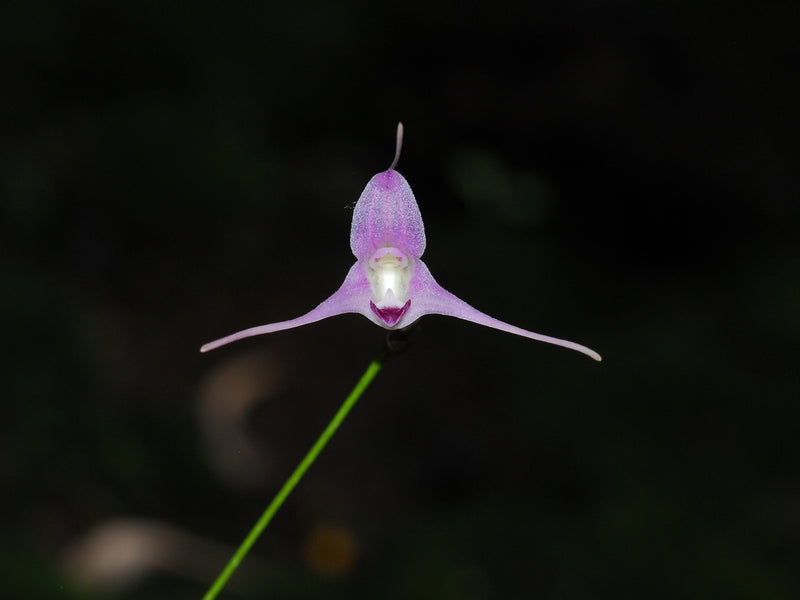 Porroglossum sergii