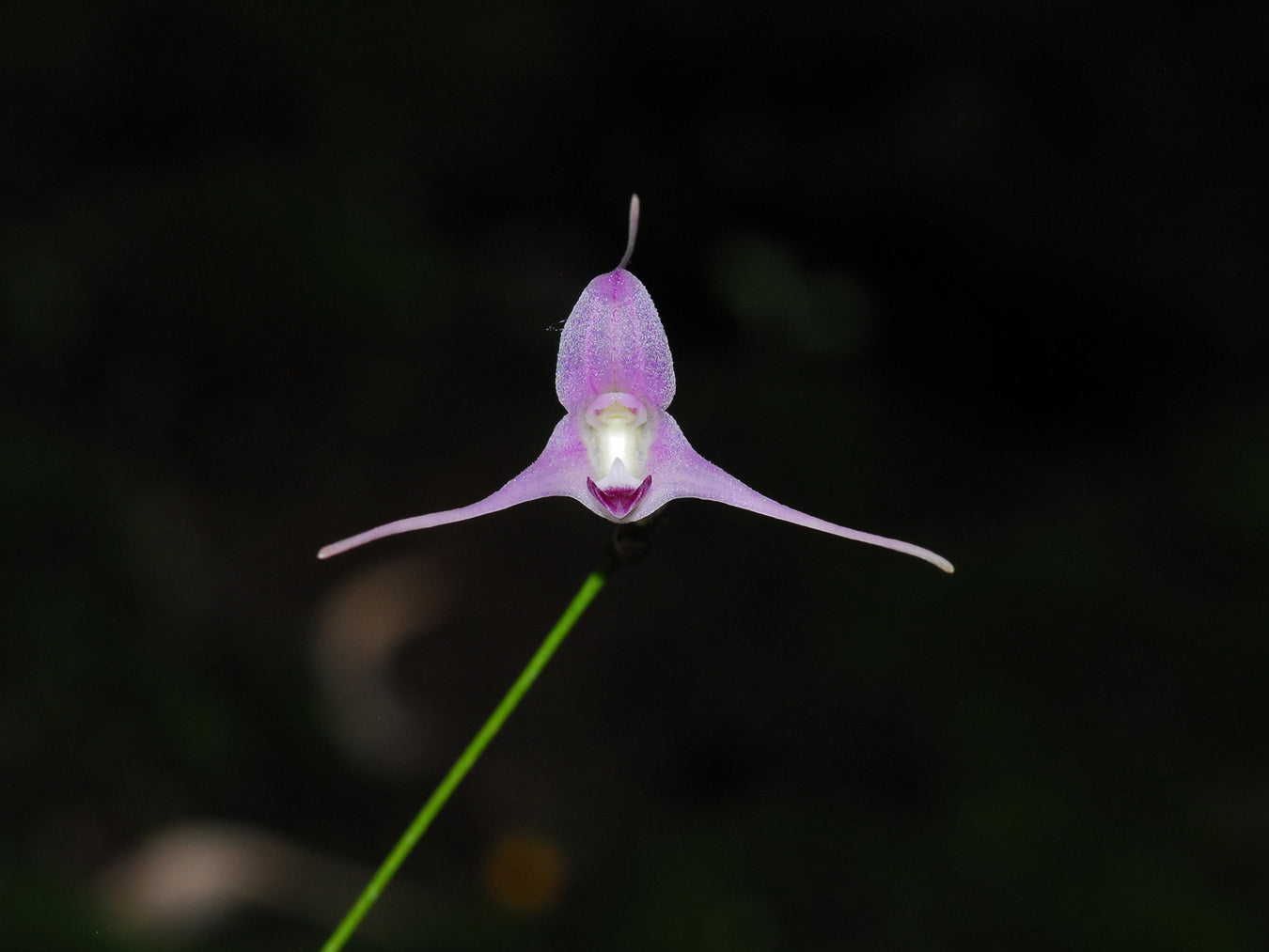 OrchiPack