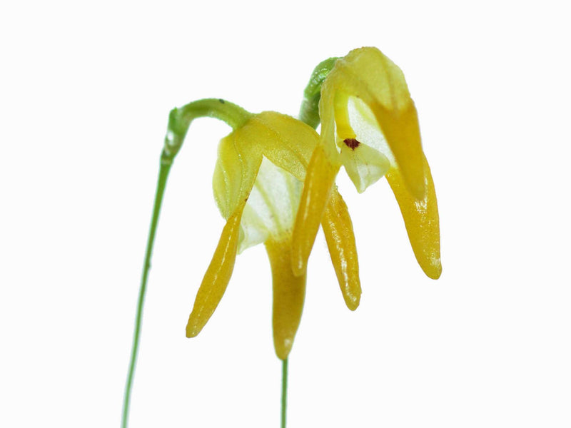 Porroglossum tripollex