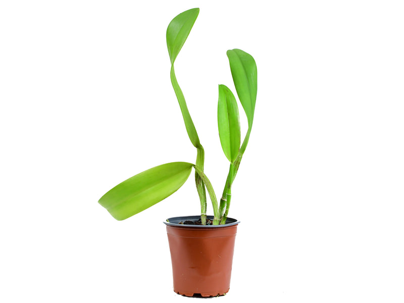 Potinara n.r. Hsinying Pink Doll 'Hsinying BM