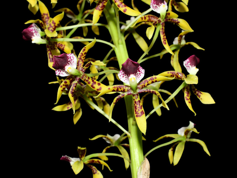 Prosthechea sceptra